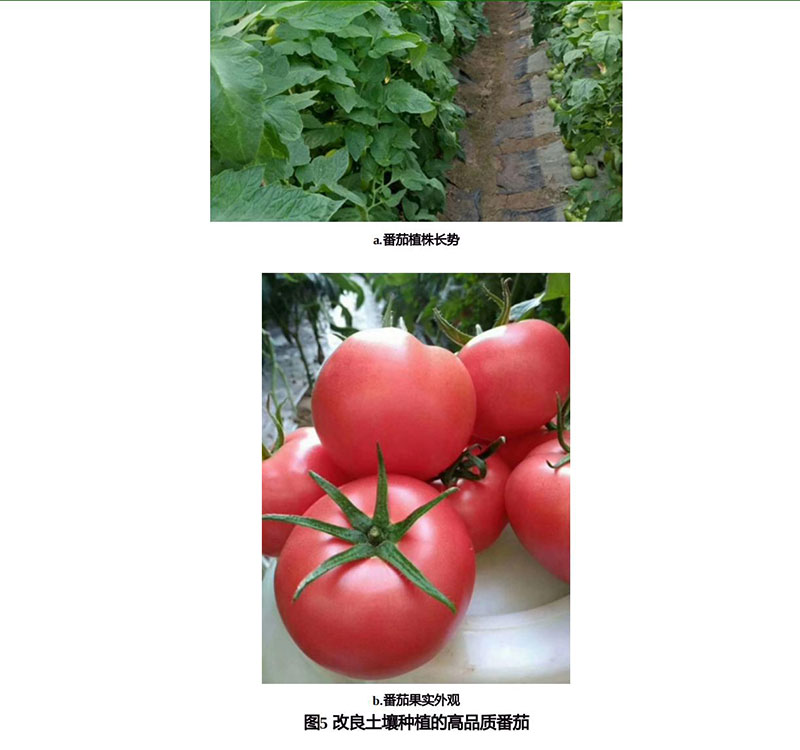 土壤中的生命元素和人类健康