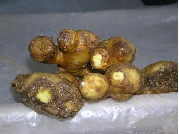 生姜主要病虫害科学防治