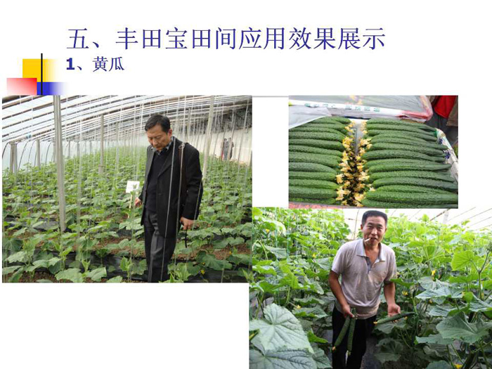 蔬菜连作土壤的生态改良