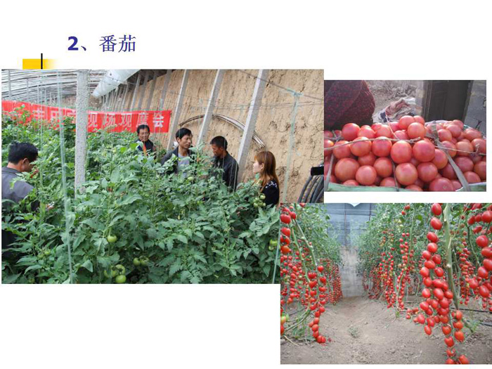 蔬菜连作土壤的生态改良