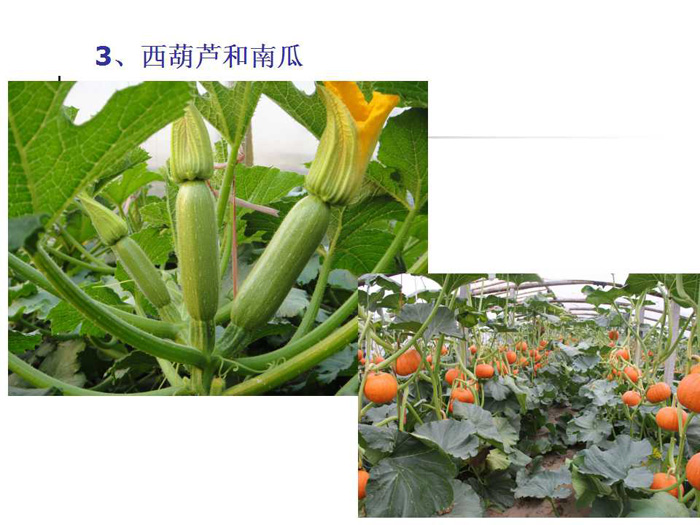 蔬菜连作土壤的生态改良