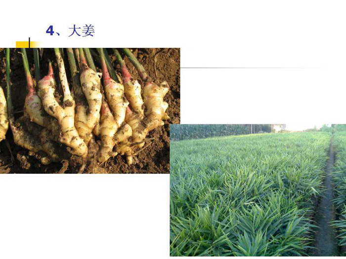 蔬菜连作土壤的生态改良