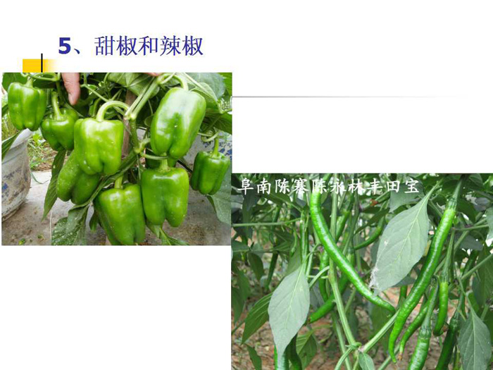 蔬菜连作土壤的生态改良