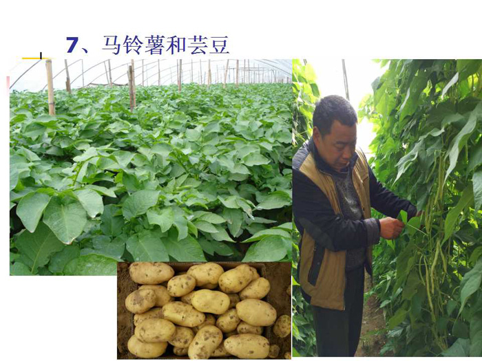 蔬菜连作土壤的生态改良