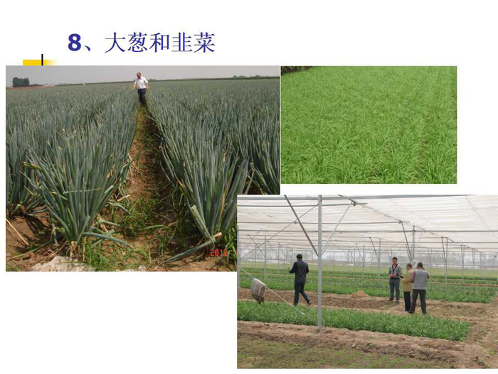 蔬菜连作土壤的生态改良
