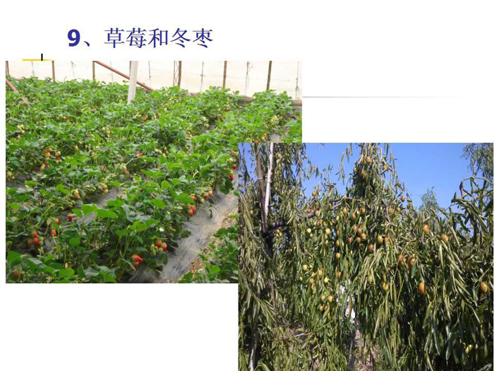 蔬菜连作土壤的生态改良