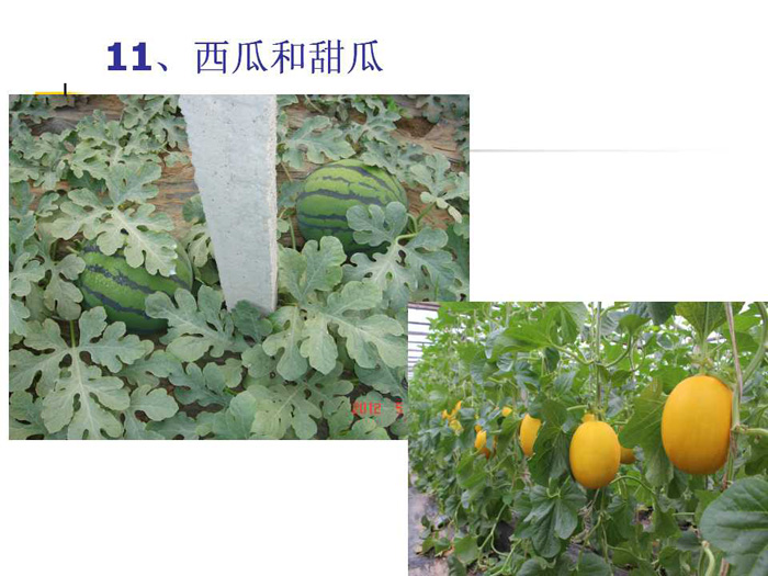 蔬菜连作土壤的生态改良